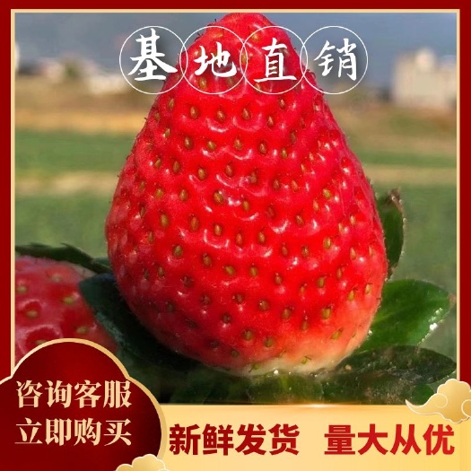 四川双流草莓现摘现发长期供应商用蛋糕店，烘焙店，奶茶店