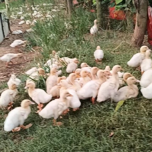 南宁桂柳鸭（童鸭）（肉鸭）批量出售