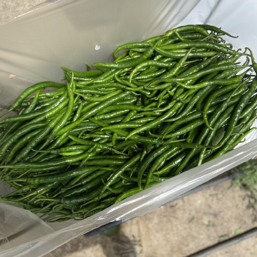 六盘水二荆条
