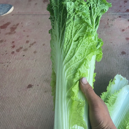 张家口秋绿60菜