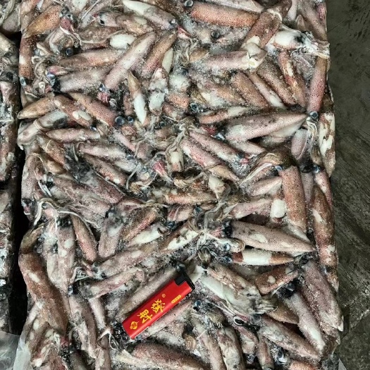 石狮市海兔原料
