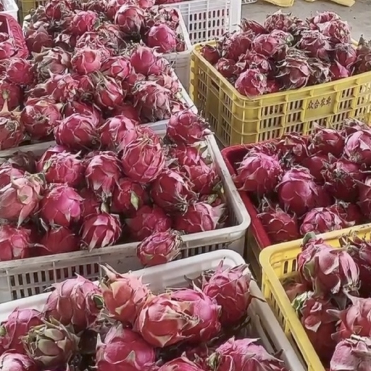隆安县红心火龙果