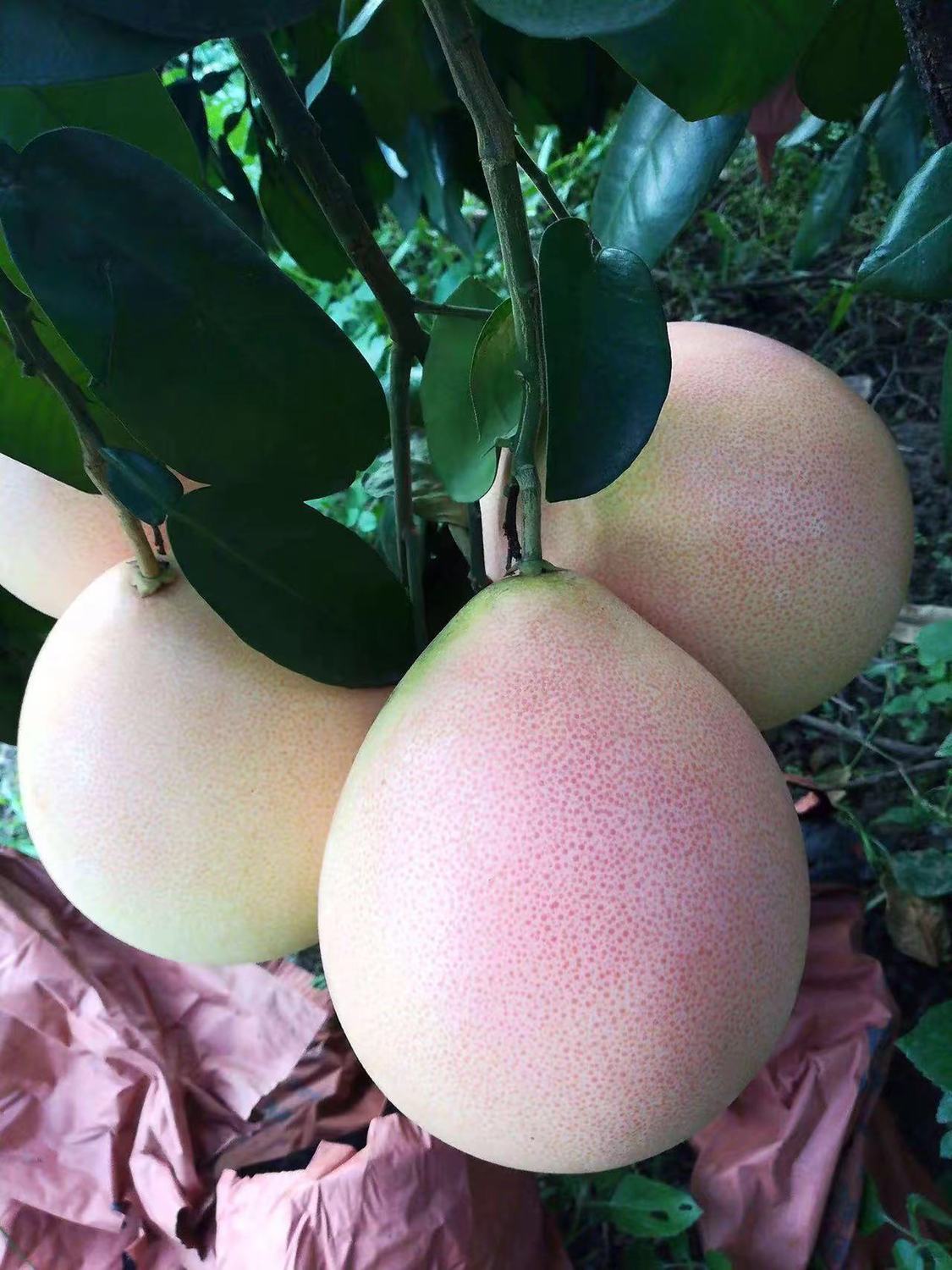 平和琯溪蜜柚甜