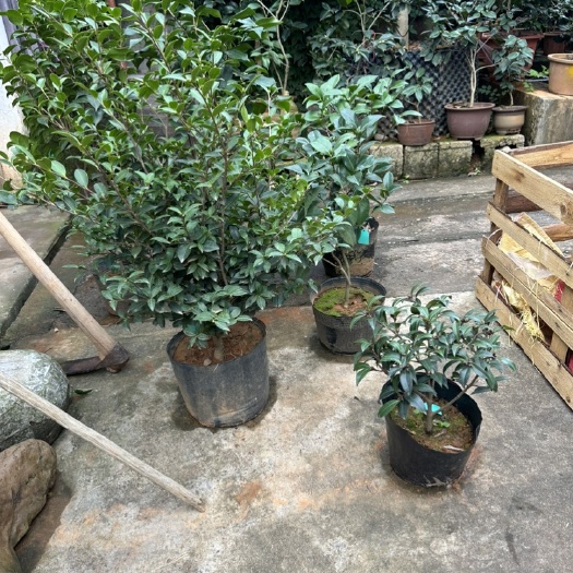 金华原生多品种茶花 宫粉 雪塔 英国8号 黑骑士 十八学士