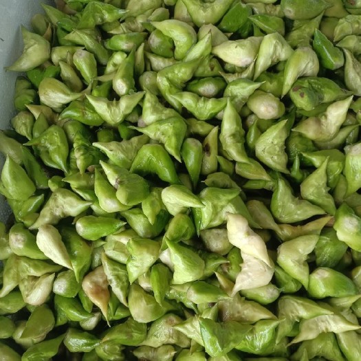 泰州菱角