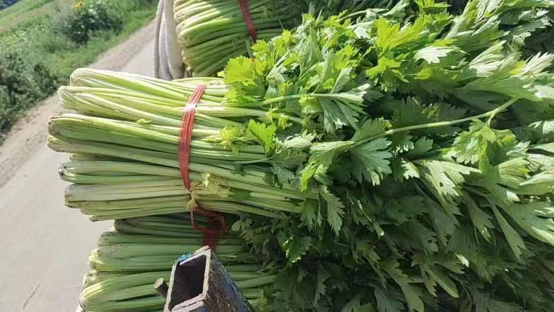 精品皇后