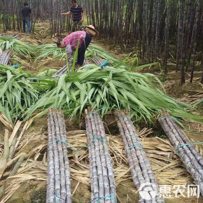 广东翁源黑皮甘蔗，甘甜爽口，量大从优。电商供货一条龙