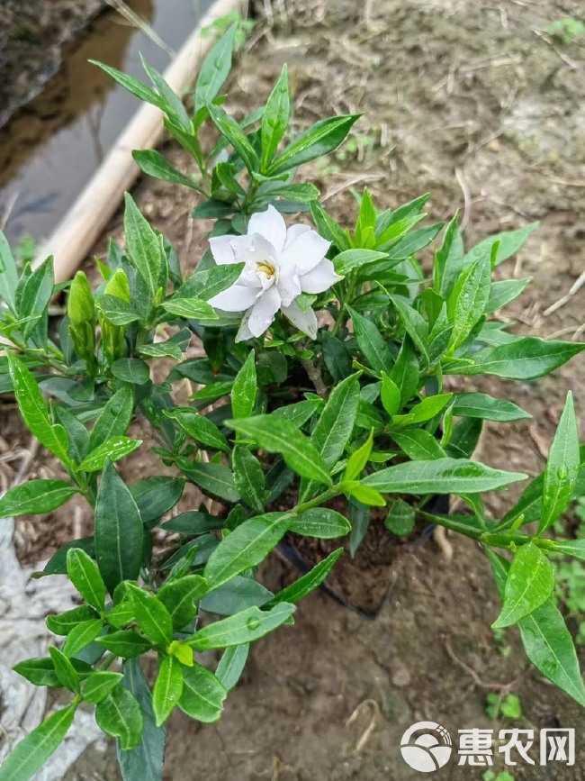 小叶重瓣栀子花12厘米杯