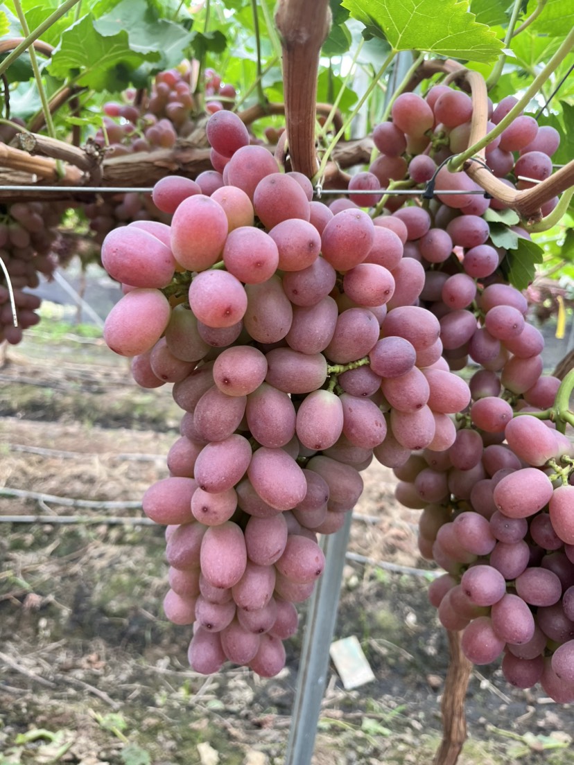 四川凉山西昌葡萄，阳光玫瑰，克伦生，甜蜜蓝宝石