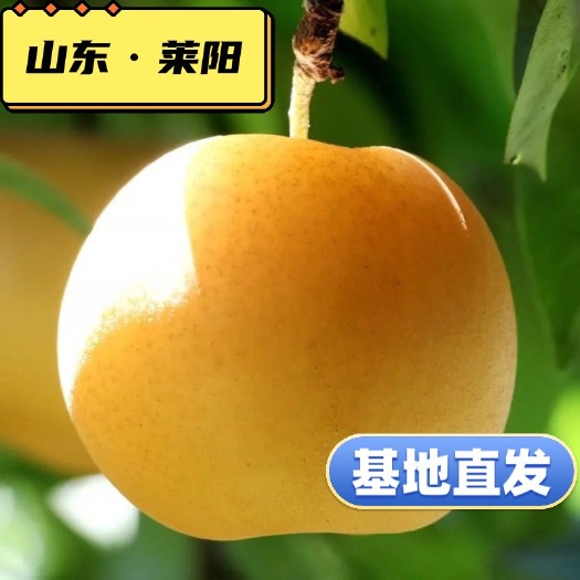 莱阳市顺丰发货【秋月梨】山东莱阳自有基地 采购团长可一件代发