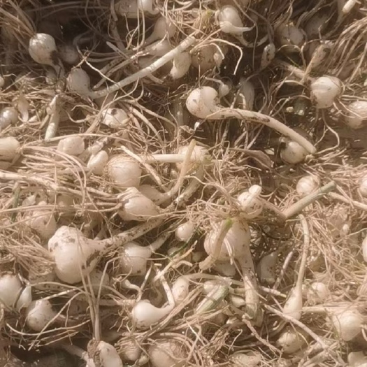 小根蒜 大脑瓜