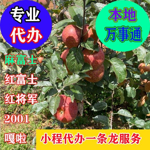 盐源县大凉山盐源丑苹果，代办嘎拉 华硕 青苹果 富士 红富士