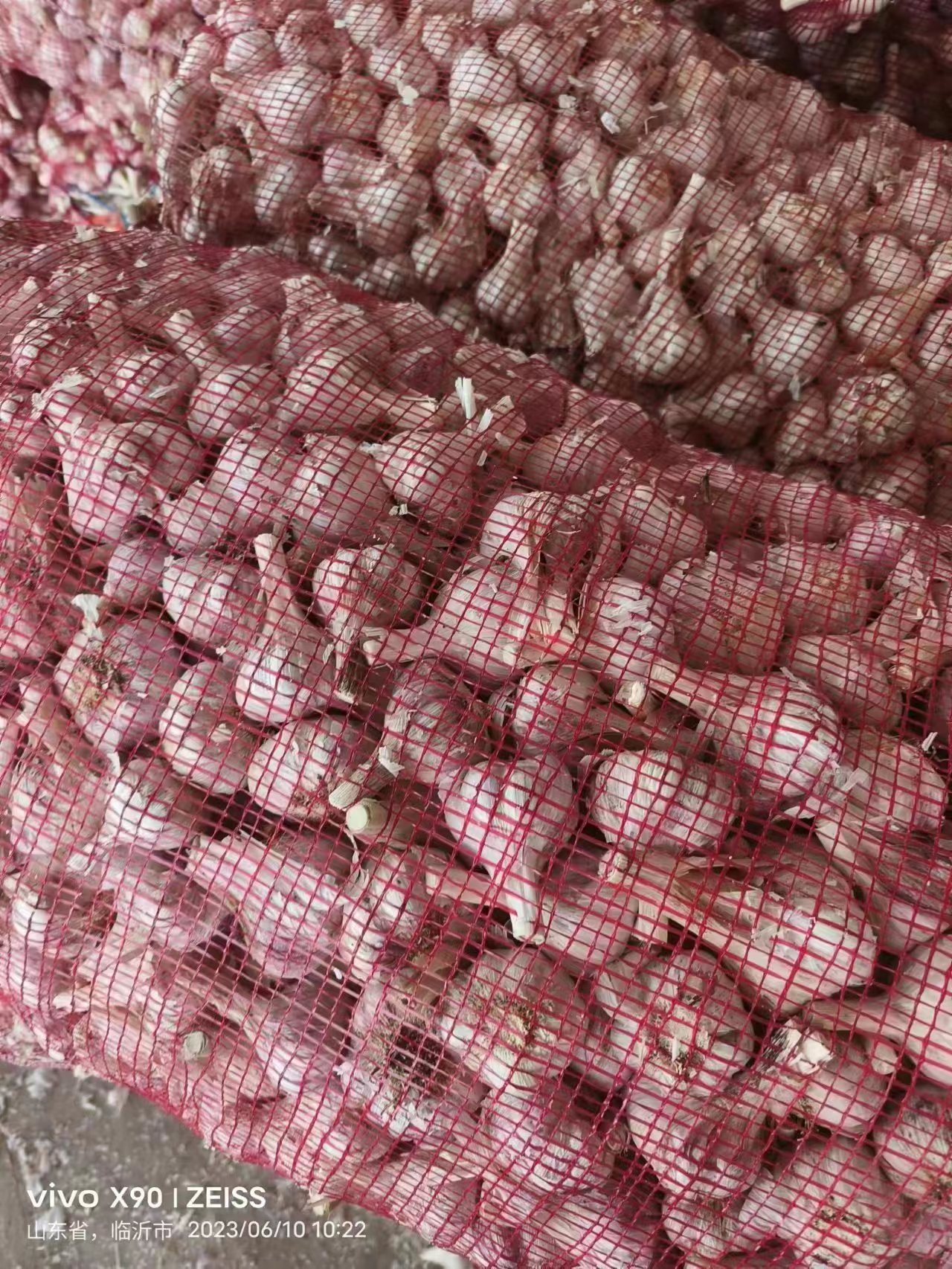 山东鲜蒜大量出售，按质量规格论价。