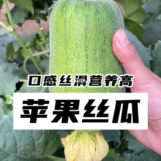 新鲜采摘鲜苹果丝瓜优质蔬菜批发供应
