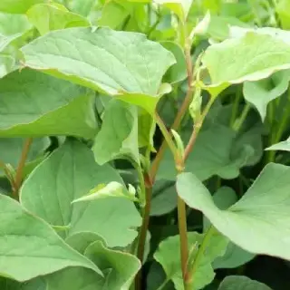 四川鱼腥草