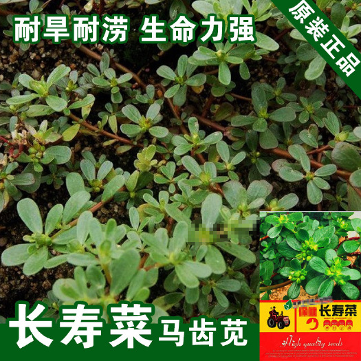 马齿苋种子野菜长命菜长寿菜报恩草五行草瓜子菜麻绳菜蚂蚱菜种子