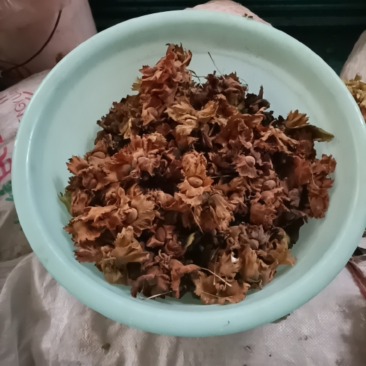 济南榛子