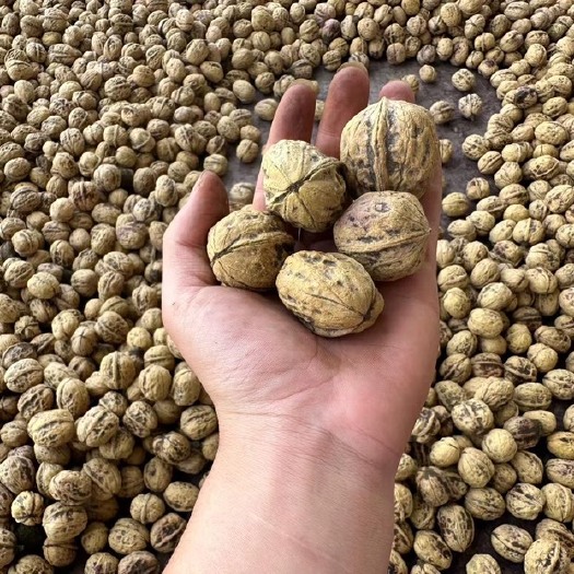 盐源县大量批发干果核桃