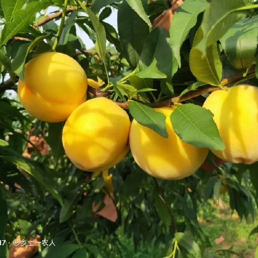 攸县高山锦绣黄桃
