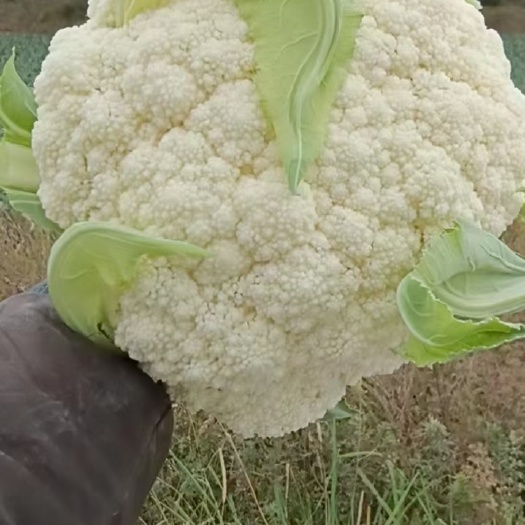 甘肃兰州新鲜花菜 红古区直发货