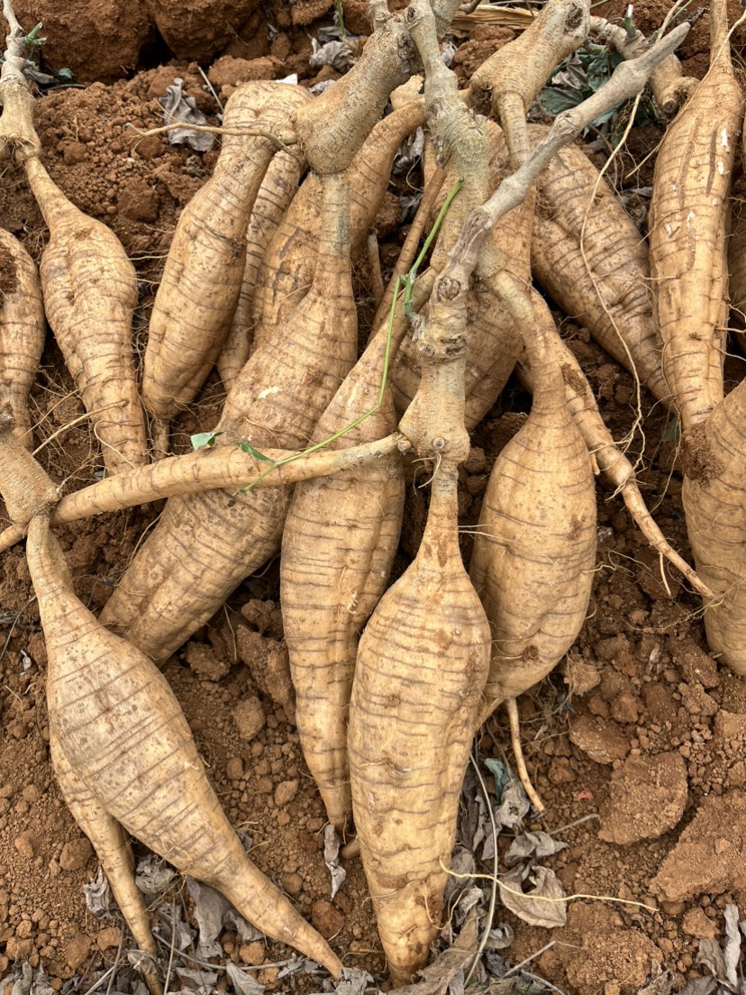 广西优质粉葛，精品无渣大货粉葛，价格实惠，货源充足，全国发货