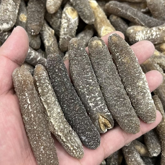 广州海参批发黄金沙秃参足干16-40头圆身厚肉泡发率8倍