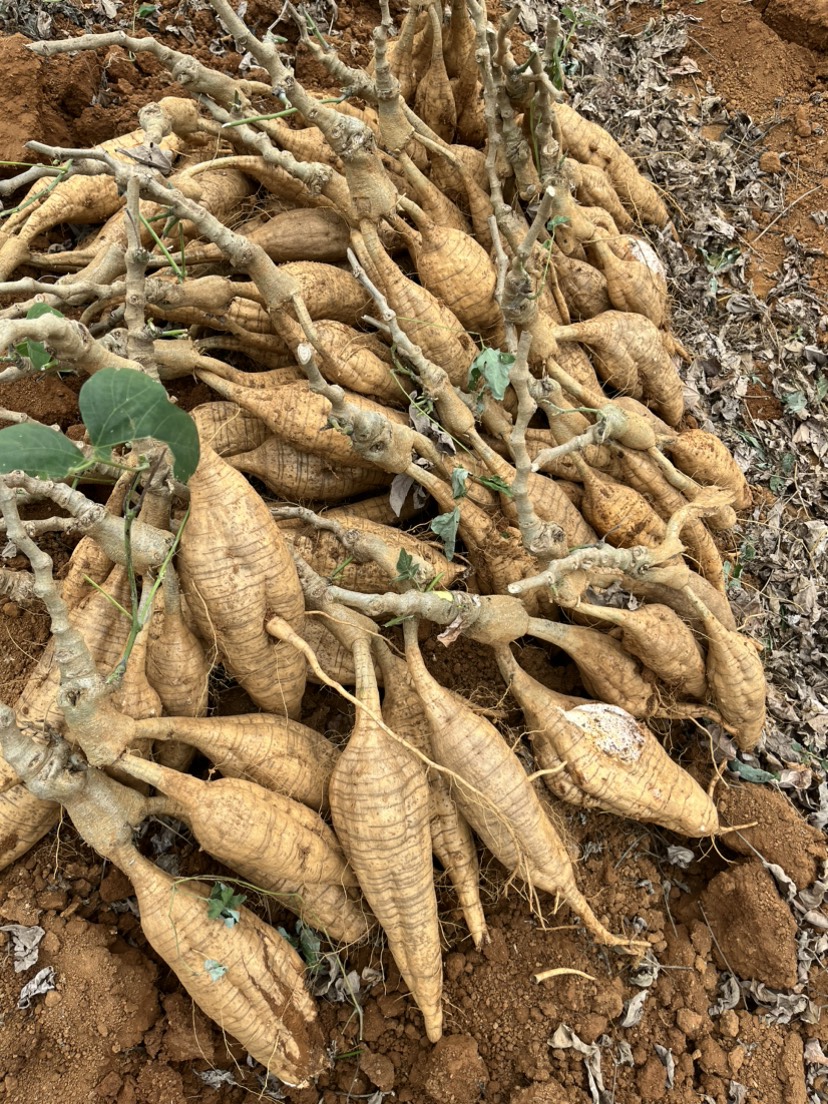 广西优质粉葛，精品无渣大货粉葛，价格实惠，货源充足，全国发货