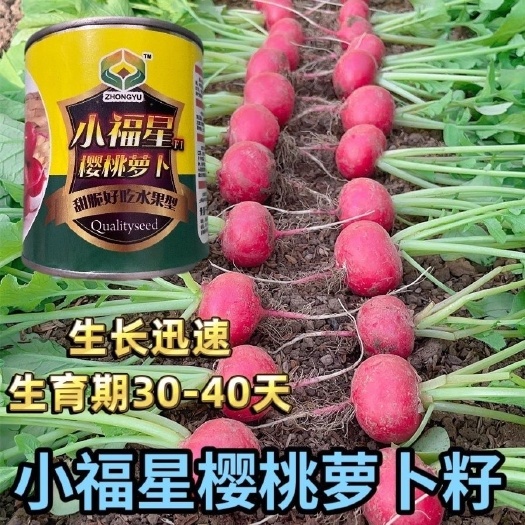 樱桃萝卜种子罐装蔬菜种子家庭园艺种子甜脆萝卜阳台盆栽蔬菜大全