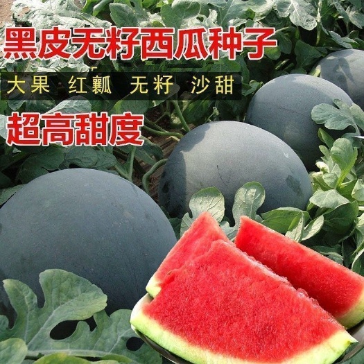 长沙特大无籽西瓜超甜皮薄肉多早熟抗病黑皮无籽特大西瓜水果种子