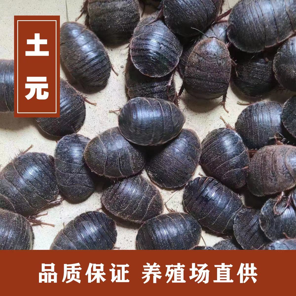 中华土元土元养殖技术土元卵幼虫土元种卵幼苗中华土鳖虫苗土元优