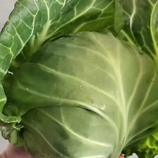 兰州精品圆包菜  甘蓝