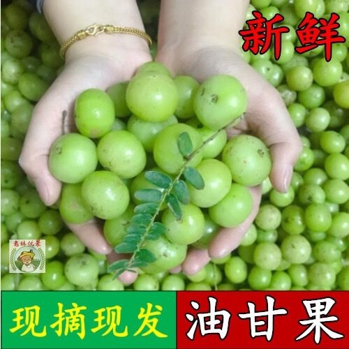 新鲜采摘青油甘果余甘果牛甘果油柑酸水果余甘子 包邮