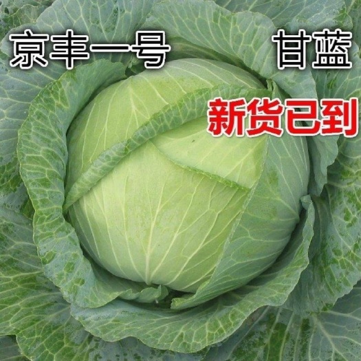 长沙京丰一号甘蓝种子秋播阳台耐热耐寒包菜种子农家菜园包心菜籽