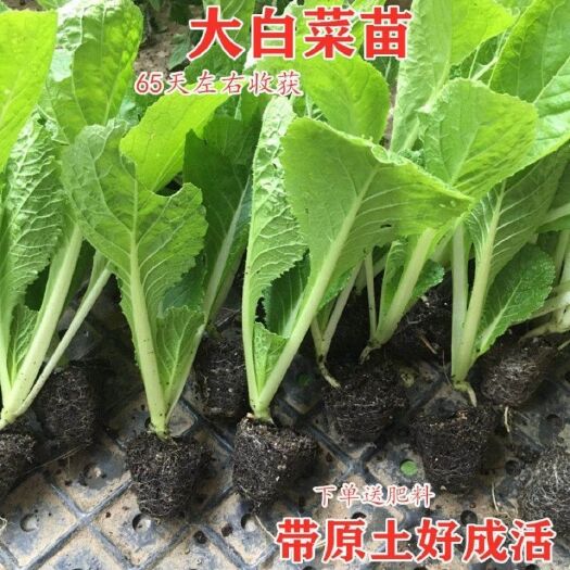 绥宁县白菜苗，湖南邵阳基地直供，质量可靠，可技术指导。