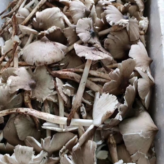 龙陵县鸡枞油