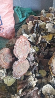 从江县赤灵芝（通货）