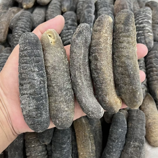 广州批发明秃海参15-120头海参泡发率饱满肥美厚肉批发