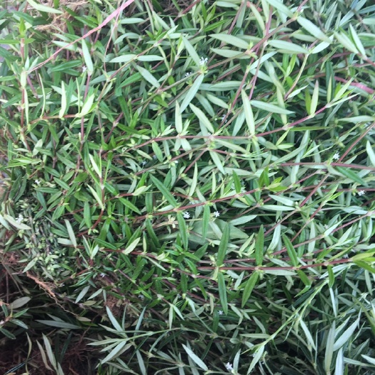 蛇舌草鲜货