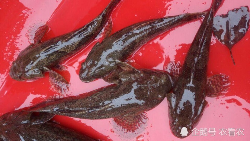 雷州市沙唐鳢鱼的有三到四斤。