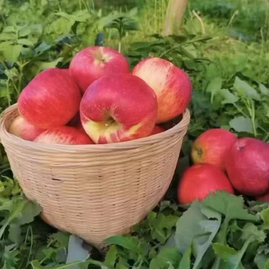 昭通昭通红露苹果