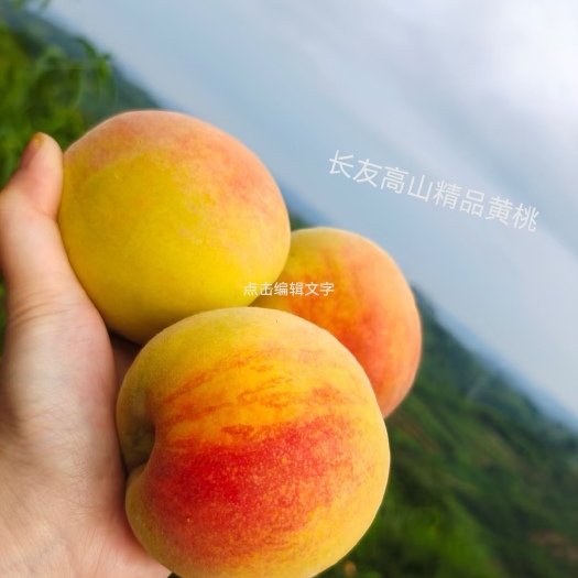 沅陵县沅陵长友高山精品锦绣黄桃