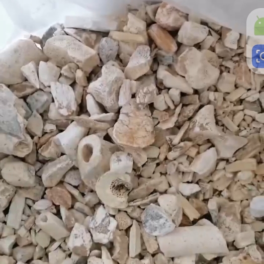 同心县龙骨