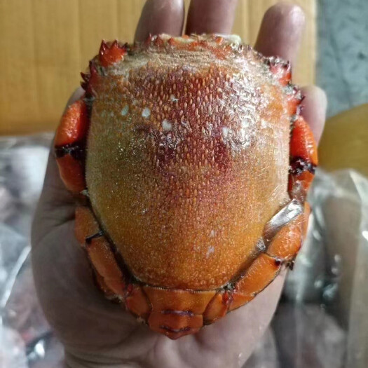 上海蛙型蟹 旭蟹 老虎蟹 贵妃蟹