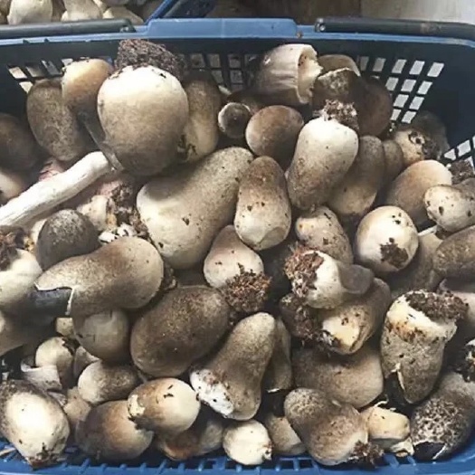 青岛山东鲜草菇