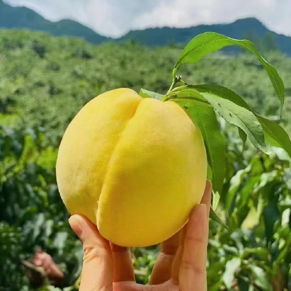 湖南炎陵黄桃等高山水果推荐店