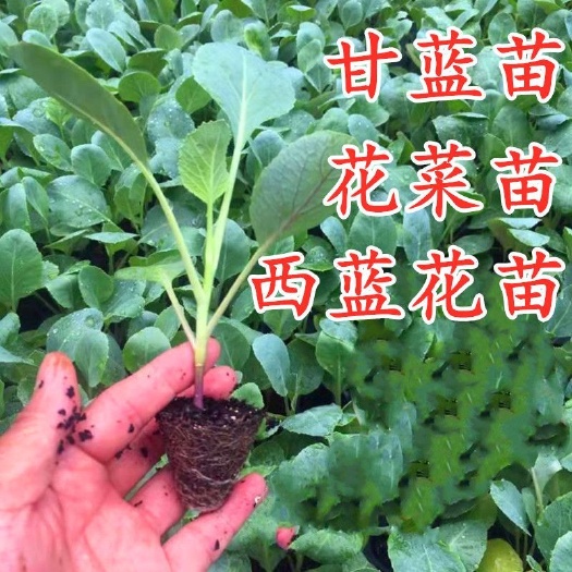 新鲜优质西兰花苗 湖南邵阳绥宁发货 农场直供健康蔬菜种苗
