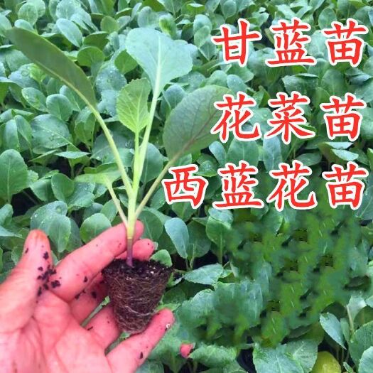 绥宁县基地直供各种西兰花苗，青梗，白梗，可技术指导，量大从优，