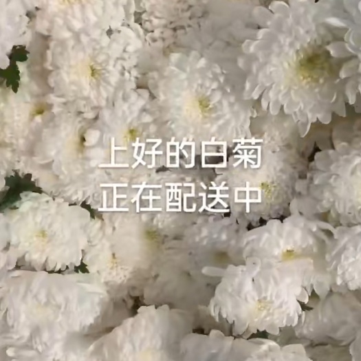 六盘水菊花