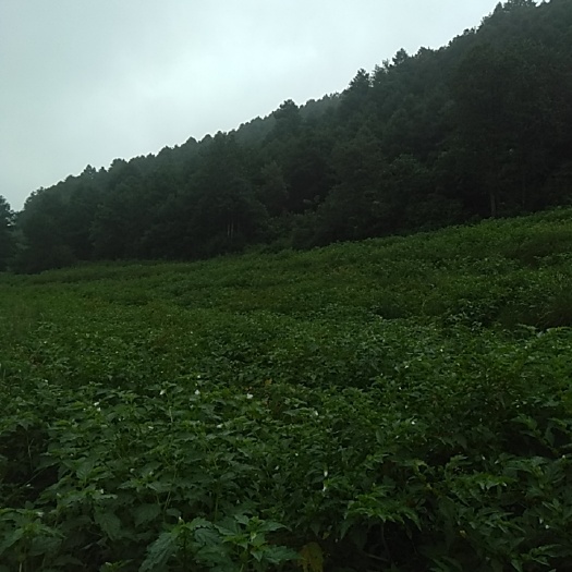 赫章县冰粉籽