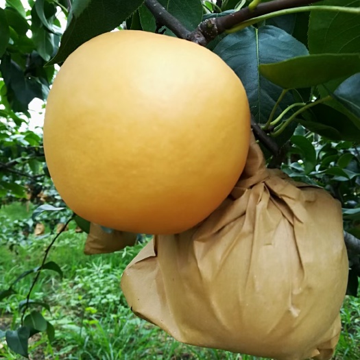 汉中套袋丰水黄金梨